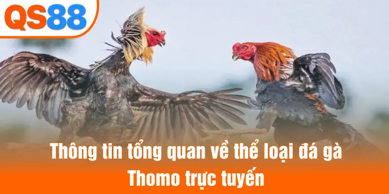 Thông tin tổng quan về thể loại đá gà Thomo trực tuyến